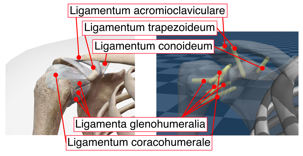 Ligaments